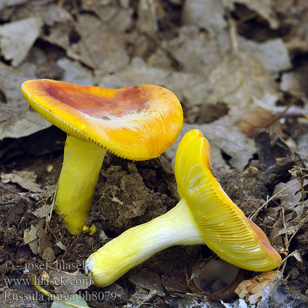 Russula aurea bh8079