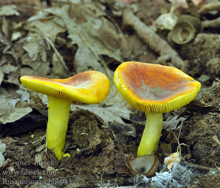 Russula aurea bh8083