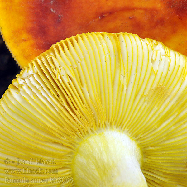 Russula aurea bh8088