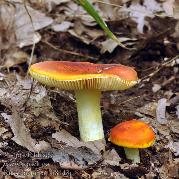 Aranyos galambgomba Gullkremle Cualbra retgera Plávka zlatožltá Zlatolistna golobica Guldkremla Russula aurea Russula aurata Gilded brittlegill Holubinka zlatá Russule dorée Gołąbek złotawy Goldtäubling Gold-Täubling Сыроежка красная ニシキタケ Gylden Skørhat Kultahapero Zlatna krasnica