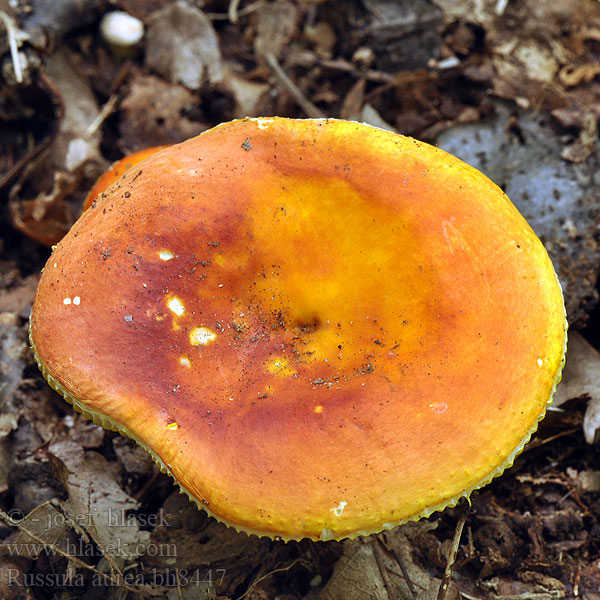 Plávka zlatožltá Zlatolistna golobica Guldkremla Russula aurea Russula aurata Gilded brittlegill Holubinka zlatá Russule dorée Gołąbek złotawy Goldtäubling Gold-Täubling Сыроежка красная ニシキタケ Gylden Skørhat Kultahapero Zlatna krasnica Aranyos galambgomba Gullkremle Cualbra retgera