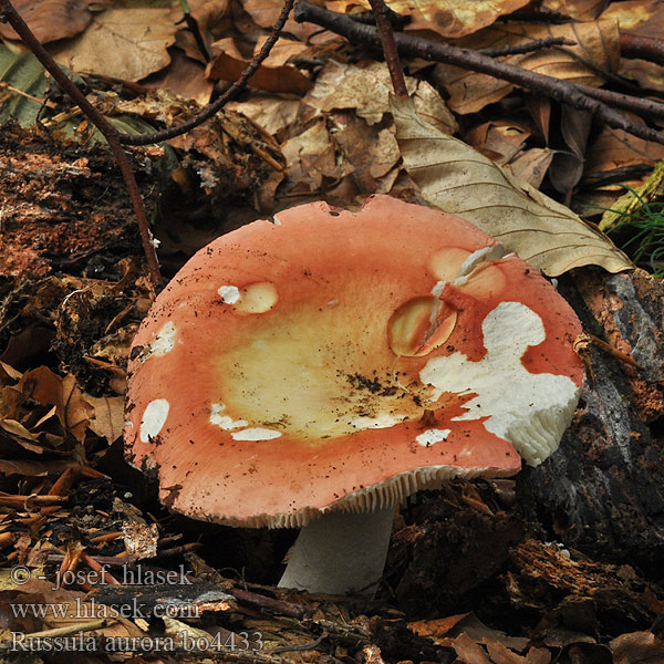 Russula aurora Holubinka jitřenková Netzflockiger Rosa-Täubling