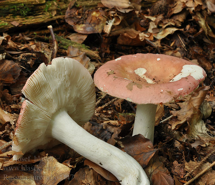 Russula aurora Сыроежка розовая Dawn Brittlegill