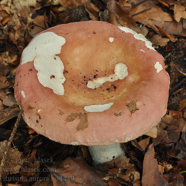 Russula aurora Gołąbek jutrzenkowy Plávka zorničková Rosa Skørhat