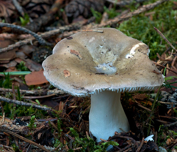 Russula azurea Holubinka azurová Weißblättriger Reif-Täubling