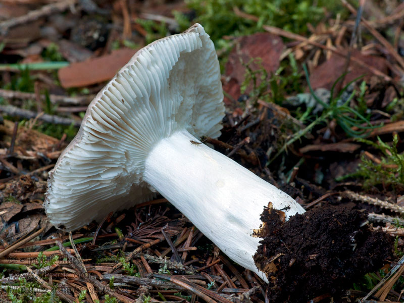 Regenboog russula Gołąbek lazurowy Plávka azúrová Azurkremla