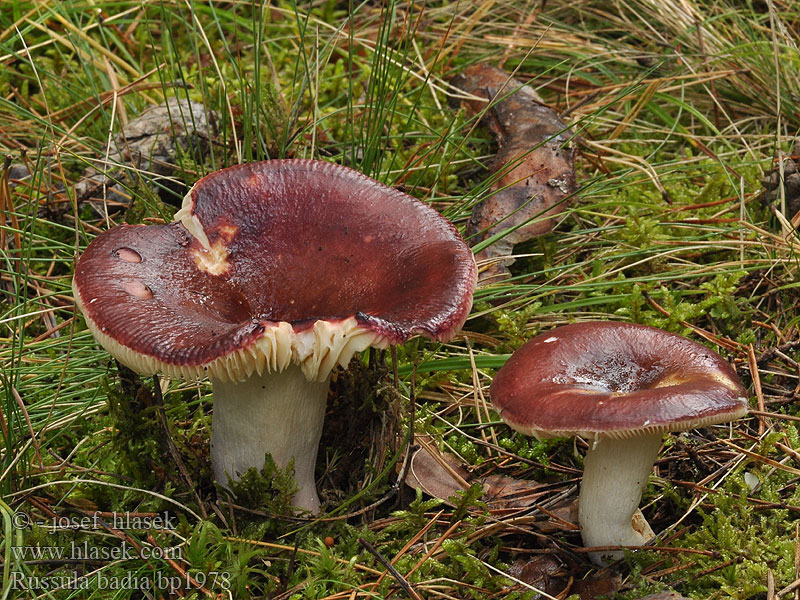 Russula badia Holubinka brunátná Zedernholz-Täubling