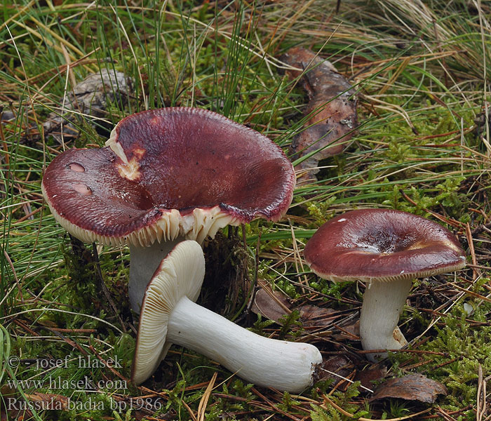 Cederhout russula Gołąbek kasztanowaty Plávka štipľavá