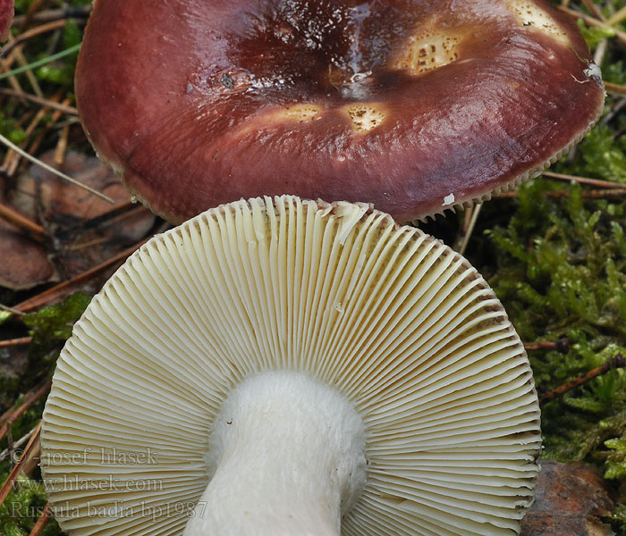 Russula_badia_bp1987