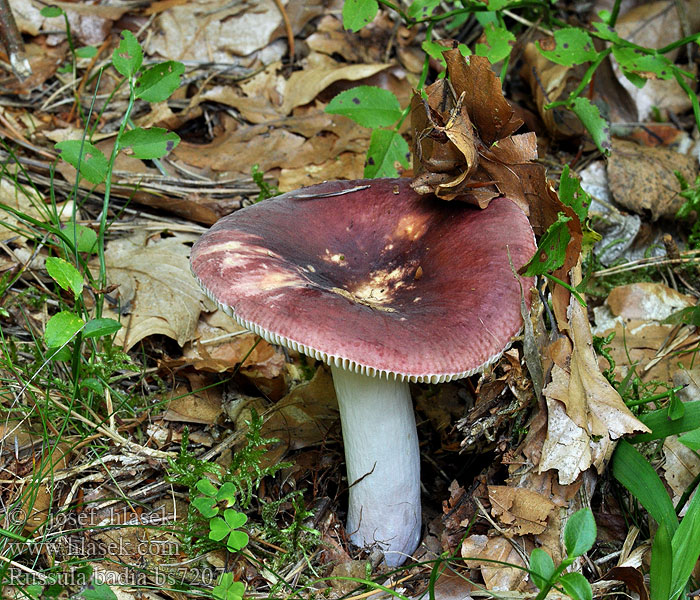 Russula_badia_bs7207