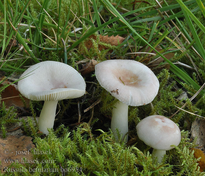 Russula betularum Holubinka březová Birken-Spei-Täubling