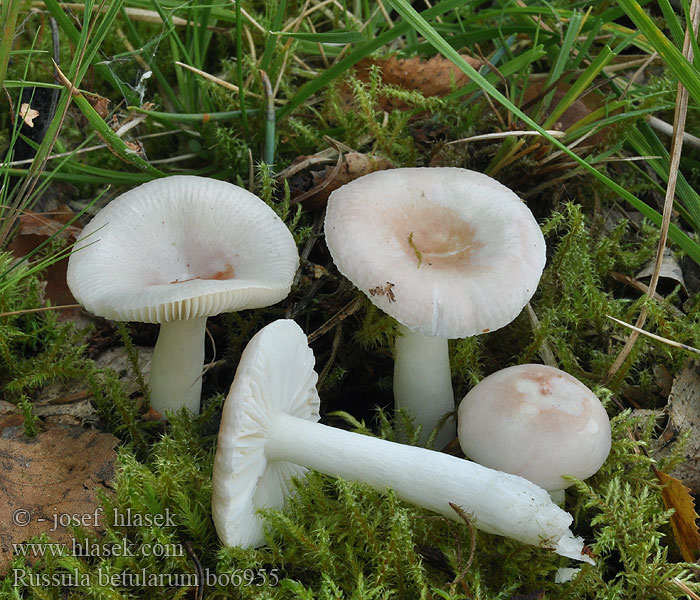 Berkenbraakrussula Gołąbek brzozowy Plávka brezová