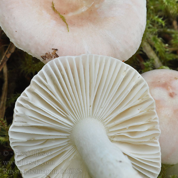 Russula_betularum_bo6965