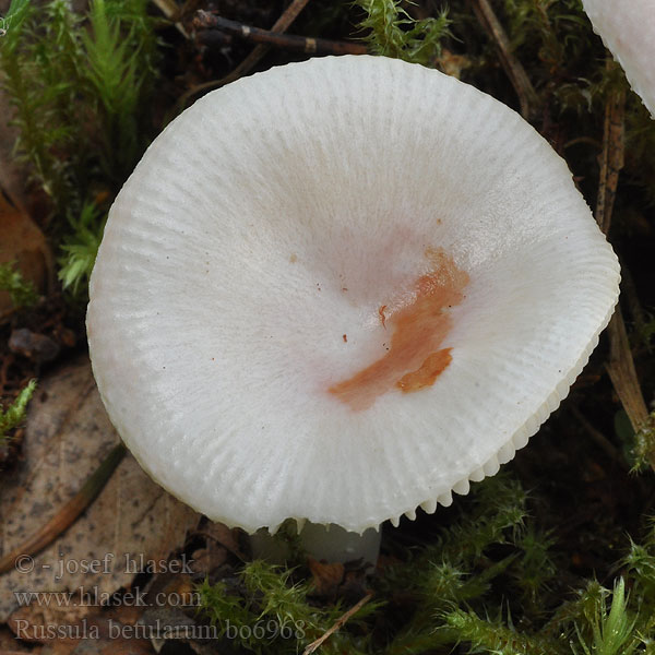 Russula_betularum_bo6968