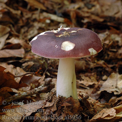 Russula brunneoviolacea Russule brun violacé violette Holubinka hnědofialová Gołąbek brunatnofioletowy Plávka hnedofialová Brunfiolett kremle Gewolkte russula Violettbrauner Täubling Brunviolett kremla Gewolkte russula Brunviolet skørhat Luumuhapero Rjavovijoličasta golobica