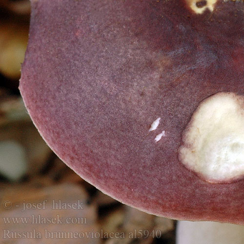 Holubinka hnědofialová Gołąbek brunatnofioletowy Plávka hnedofialová Brunfiolett kremle Gewolkte russula Violettbrauner Täubling Brunviolett kremla Gewolkte russula Brunviolet skørhat Luumuhapero Rjavovijoličasta golobica Russula brunneoviolacea Russule brun violacé violette