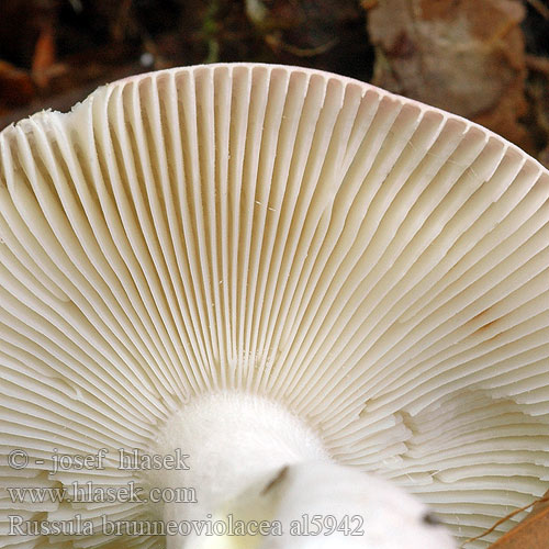 Plávka hnedofialová Brunfiolett kremle Gewolkte russula Violettbrauner Täubling Brunviolett kremla Gewolkte russula Brunviolet skørhat Luumuhapero Rjavovijoličasta golobica Russula brunneoviolacea Russule brun violacé violette Holubinka hnědofialová Gołąbek brunatnofioletowy