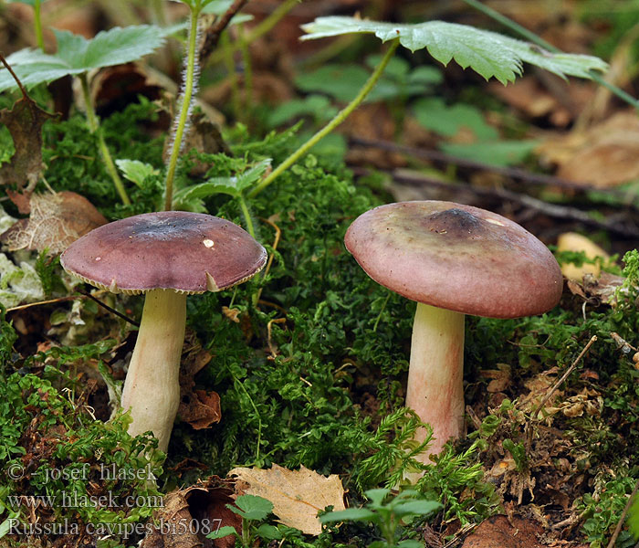 Russula cavipes Holubinka dutonohá Gołąbek komorowaty