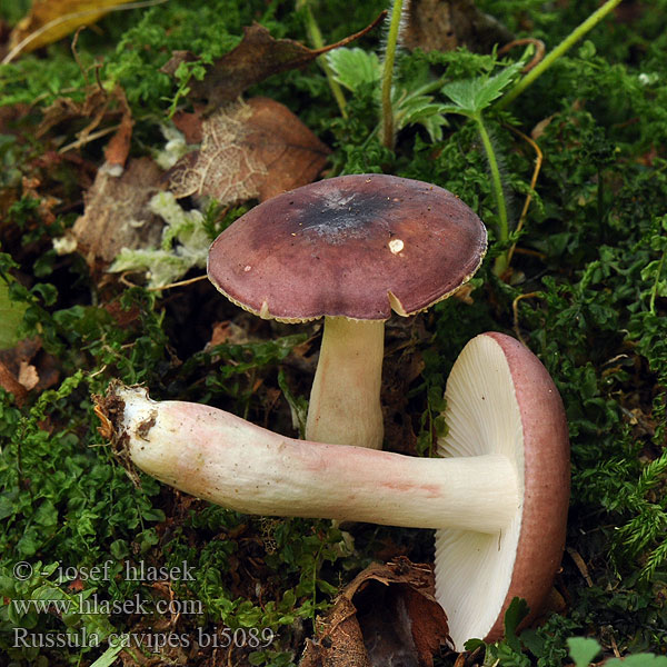 Russula_cavipes_bi5089