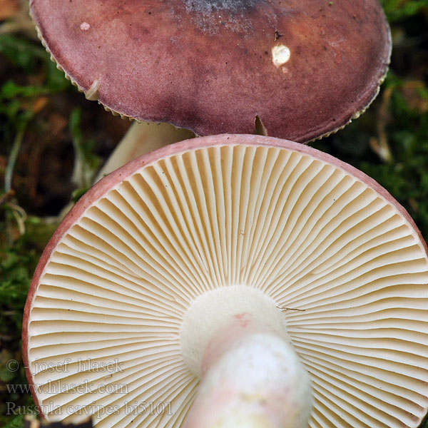 Russula cavipes Holubinka dutonohá Russule pied creux