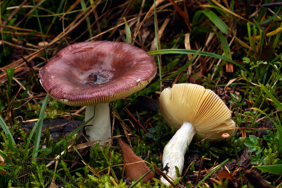 Plávka sosnová Tallkremla Havupuistohapero Russula cessans