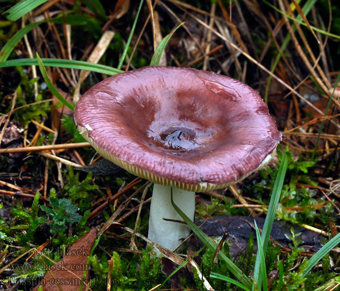 Holubinka cihlová Kiefern-Täubling Duinbosrussula Russula cessans