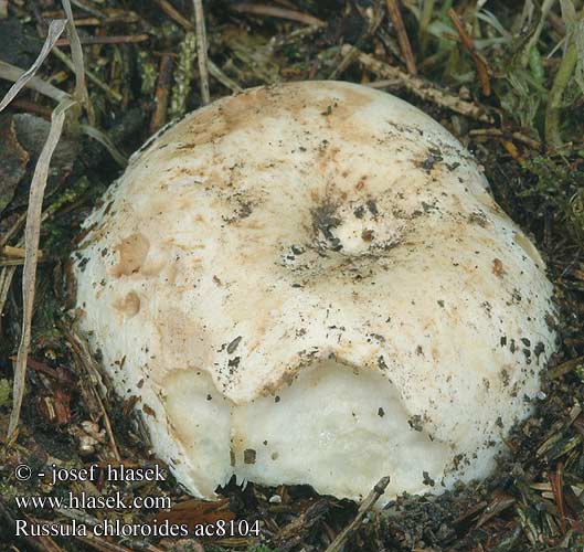 Russula chloroides ac8104