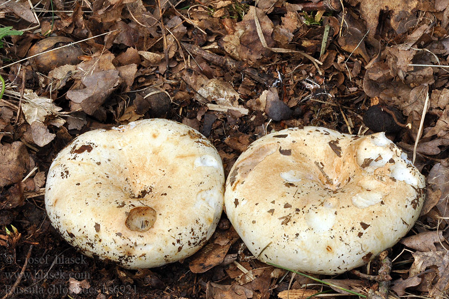 Russula chloroides Holubinka akvamarínová Holubinka sinavá