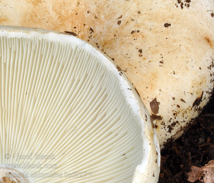 Russula_chloroides_bs6927