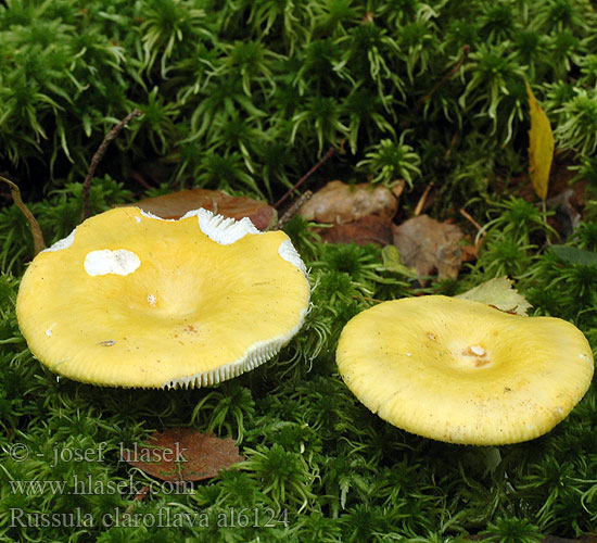 Russula claroflava Holubinka chromová Plávka chrómovožltá Gele berkenrussula Birke-skørhat Yellow swamp russula bright Brittlegill Gelber Graustieltaubling Russule jaune Gołąbek jasnożółty Keltahapero イロガワリキイロハツ Krómsárga galambgomba Mild gulkremle Сыроежка жёлтая желтая светло-желтая бледно-желтая Brezova golobica Žuta zekica Gulkremla Сироїжка світло-жовта