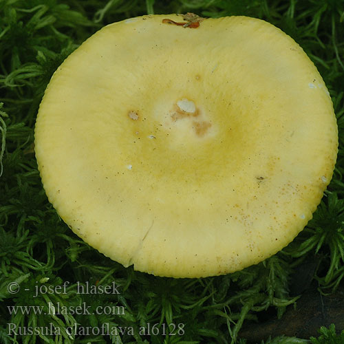 Gele berkenrussula Birke-skørhat Yellow swamp russula bright Brittlegill Gelber Graustieltaubling Russule jaune Gołąbek jasnożółty Keltahapero イロガワリキイロハツ Krómsárga galambgomba Mild gulkremle Сыроежка жёлтая желтая светло-желтая бледно-желтая Brezova golobica Žuta zekica Gulkremla Сироїжка світло-жовта Russula claroflava Holubinka chromová Plávka chrómovožltá