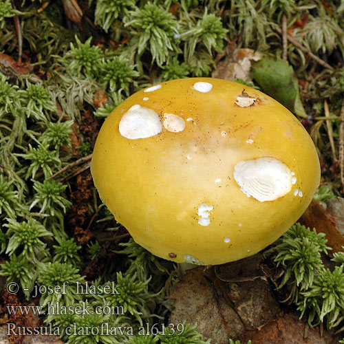 Gelber Graustieltaubling Russule jaune Gołąbek jasnożółty Keltahapero イロガワリキイロハツ Krómsárga galambgomba Mild gulkremle Сыроежка жёлтая желтая светло-желтая бледно-желтая Brezova golobica Žuta zekica Gulkremla Сироїжка світло-жовта Russula claroflava Holubinka chromová Plávka chrómovožltá Gele berkenrussula Birke-skørhat Yellow swamp russula bright Brittlegill