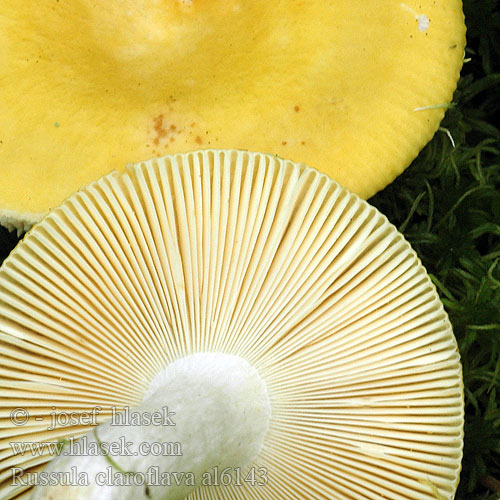 Russula claroflava al6143