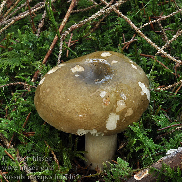 Russula clavipes Holubinka kyjonohá Grüne Nadelwald-Herings-Täubling