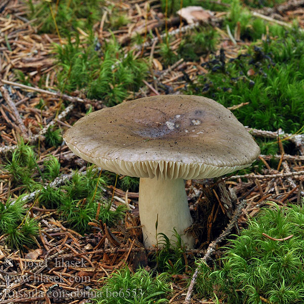 Russula consobrina Holubinka smutná Großer Kamm-Täubling