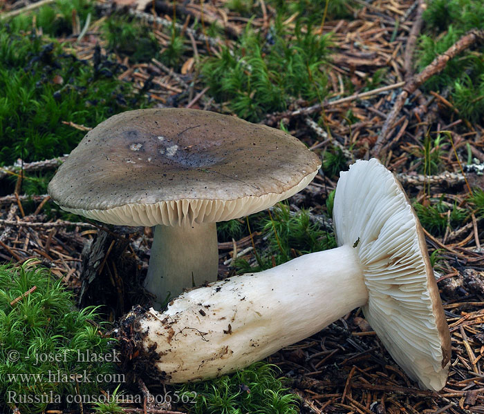 Russula_consobrina_bo6562