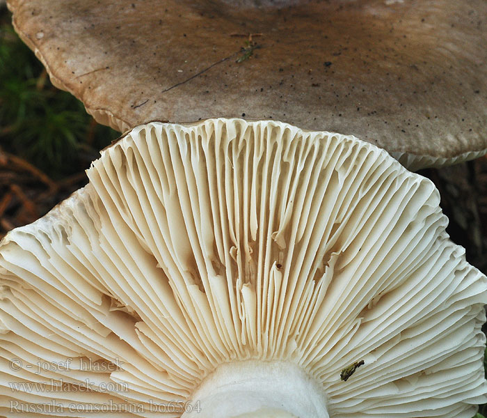 Russula_consobrina_bo6564