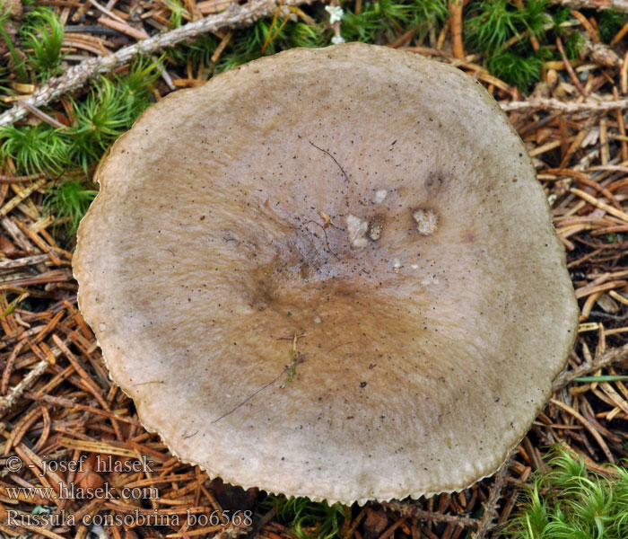 Сыроежка родственная Coussin Russula