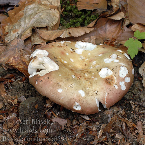 Russula curtipes Holubinka krátkonohá Plávka krátkohlúbiková