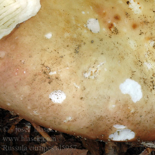 Kortsteelrussula Kortfotad kremla Kortfotkremla