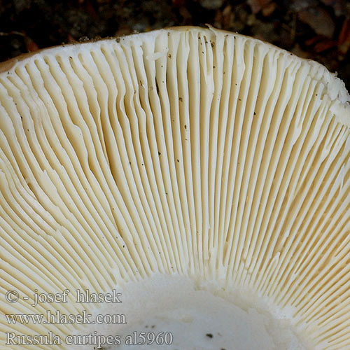 Russula curtipes al5960