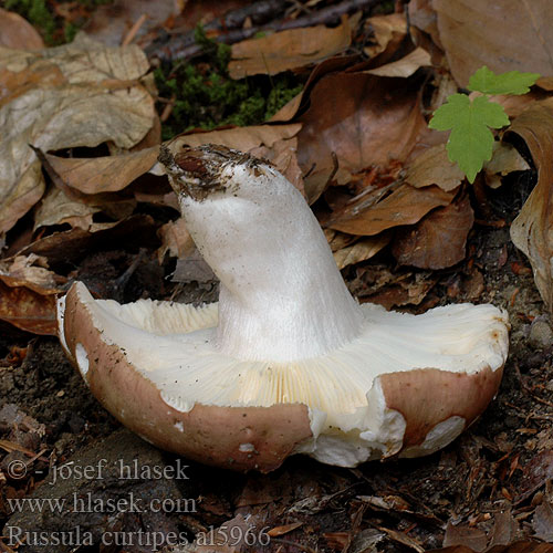 Russula curtipes al5966