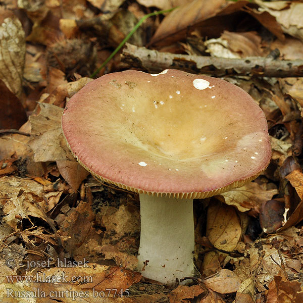 Сироїжка коротконога Russula curtipes Holubinka krátkonohá