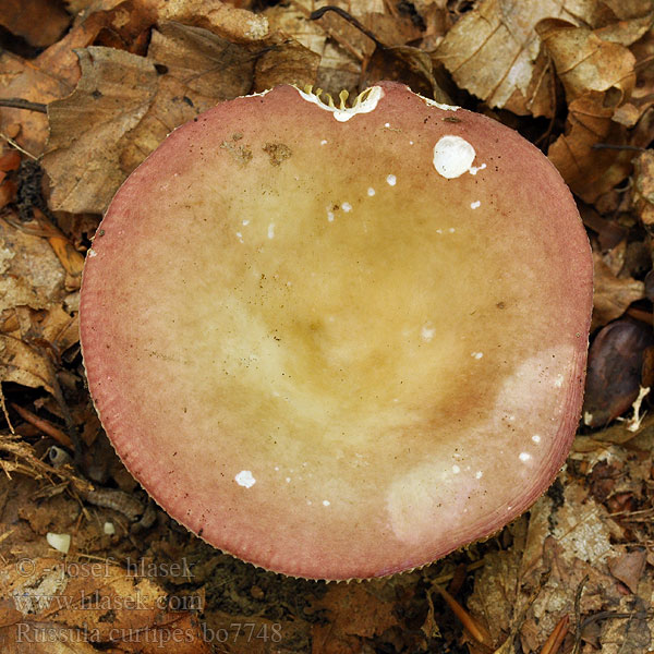 Russula curtipes Holubinka krátkonohá