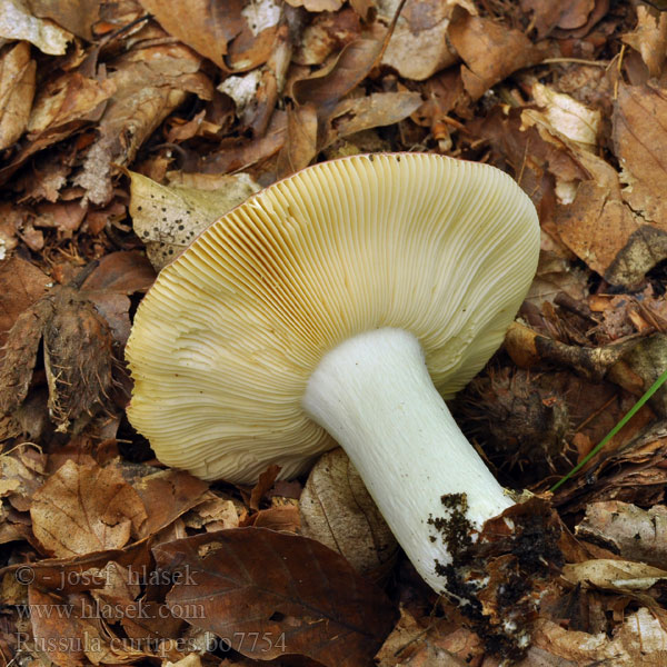 Russula curtipes Kortsteelrussula Kortfotad kremla Kortfotkremla