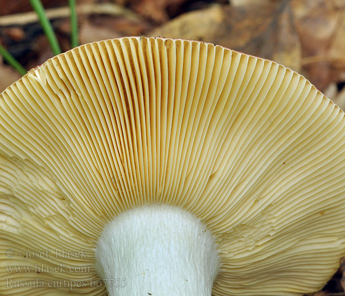 Russula curtipes Plávka krátkohlúbiková