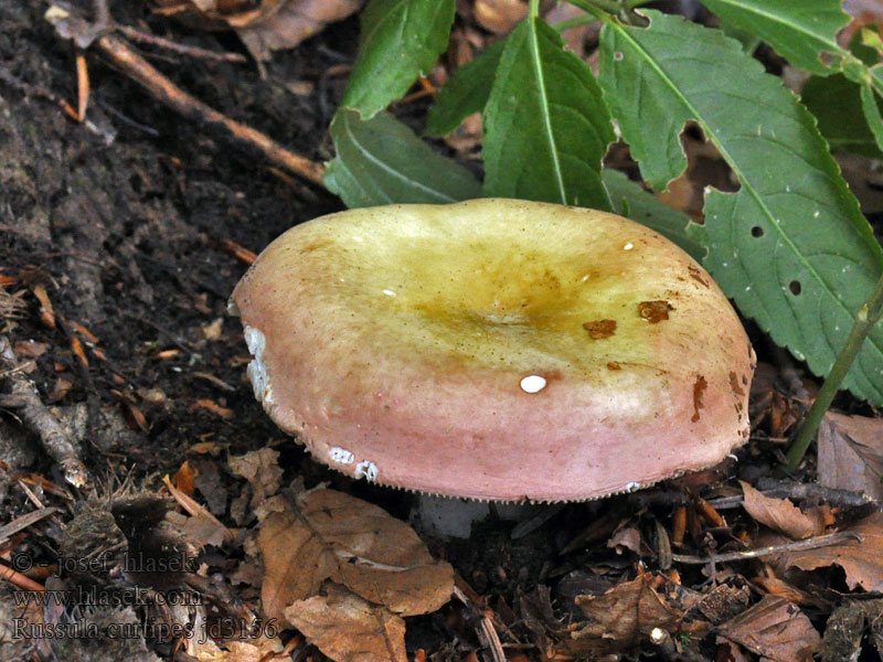 Russula curtipes