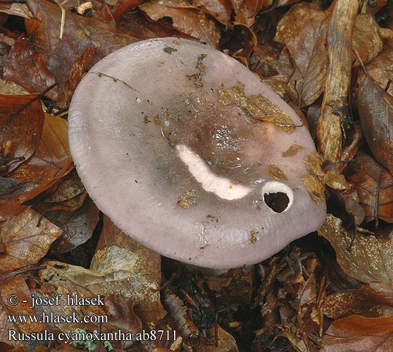 Russula cyanoxantha Broget skørhat Kyyhkyhapero Russule charbonnière