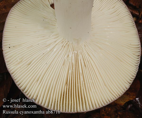 Russula cyanoxantha ab8716