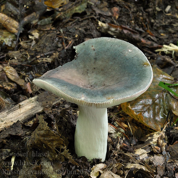 Russula cyanoxantha Holubinka namodralá Brokkremla